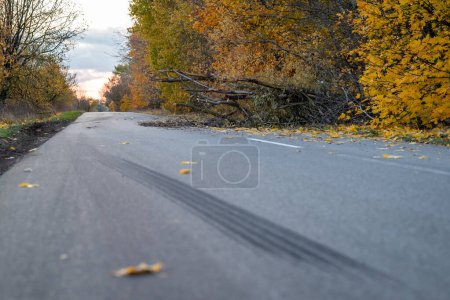 Téléchargez les photos : Autoroute bloquée par un arbre tombé. Route asphaltée de campagne avec arbre tombé, traces de pneus freinant - en image libre de droit