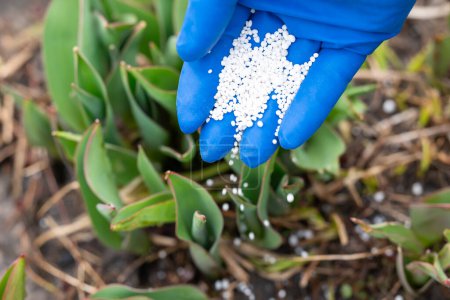 Gros plan en gant médical bleu fertilisant une jeune plante, l'arrosant de fertilisant sur de jeunes pousses vertes. Jardinage au printemps, fertilisation du sol, culture des concepts de fleurs