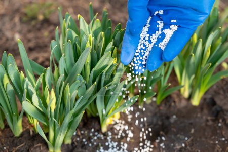 Person in medical glove fertilizing the young narcissus sprouses, close up. Working in the garden in spring, enriching the soil with useful fertilizer