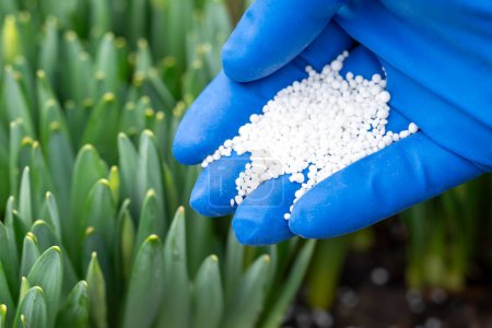 Fertilizer in human hand in blue medical glove, young green sprouts on the background, close up. Concept of fertilizing the soil, gardening and spring routine with plants