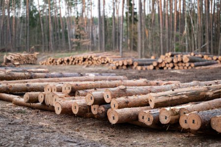 Photo for Piles of tagged pine tree trunks lying on the ground in the cutting area. Natural resources, timber harvesting, legal tree felling - Royalty Free Image