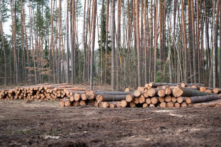 Photo for Cutting area in the forest, piles of tree trunks lying on the ground, gloomy weather. Concept of tree felling, deforestation, firewood, natural resources and energy - Royalty Free Image