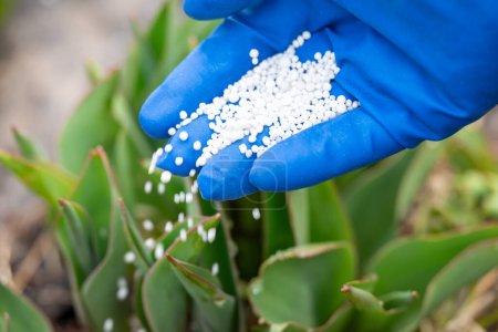 Close up of a hand in blue medical glove fertilizing young tulips. Concept of spring work in the garden, enriching the soil with fertilizer for flowers to grow better