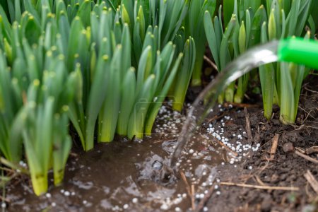 Pouring water on the fertilizer on the ground, close up. Young narcissus plants growing outdoors, gardening, spring work with plants