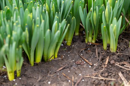 Brotes jóvenes de narciso de cerca, fertilizante blanco en el suelo húmedo entre ellos. Planta que crece al aire libre, gránulos útiles en el suelo, jardinería en primavera