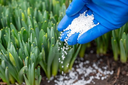 White fertilizer in hand of a person sprinkling it of the ground near young narcissus sprouts, close up. Enriching the soil with useful fertilizer, modern gardening concept