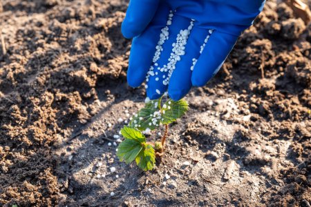 Person in blue medical glove fertilizing the young just planted strawberry sprouse, close up. Enriching the soil with useful components, spring work of gardener