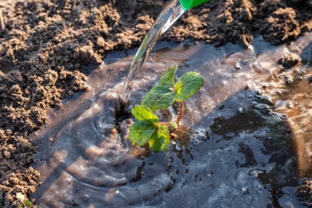 Photo for Watering the young just planted strawberry seedling outdoors, close up, sunny weather. Farming, gardening and agriculture concepts, breeding plants in the countryside - Royalty Free Image