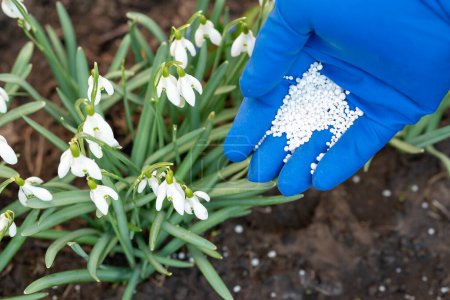 Blühende Schneeglöckchen, Gärtnerhand mit Dünger darüber, aus nächster Nähe. Konzept der Pflege von Pflanzen im Frühjahr, Anreicherung des Bodens mit nützlichen Komponenten