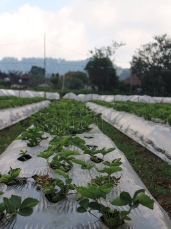 Téléchargez les photos : Des jardins de fraises prêts à être récoltés et des fraises encore fraîches et nutritives - en image libre de droit