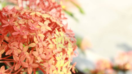 Téléchargez les photos : Ashoka fleurs sont belles rouges avec des feuilles vertes en arrière-plan pendant la journée - en image libre de droit