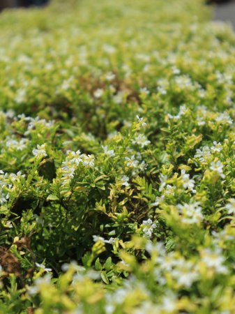 Téléchargez les photos : La plante de fleur de marguerite de shasta est blanc vif et fleurit dans le jardin en été - en image libre de droit