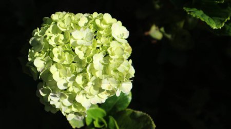 Téléchargez les photos : Hortensia jaune fleurit en été le matin. Fleurs blanches et jaunes sur fond flou. - en image libre de droit