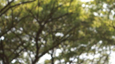 defocused blurred of a tree that has lots of twigs and leaves