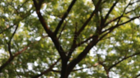 defocused blurred of a tree that has lots of twigs and leaves