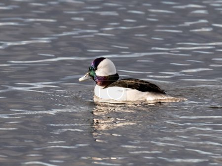 Photo for Closeup view of a bufflehead duck with iridescent head feathers swimming in a lake - Royalty Free Image