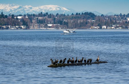 Téléchargez les photos : Une rangée de cormorans sur une bûche dans le lac Washington avec un hydravion et des montagnes olympiques en arrière-plan - en image libre de droit