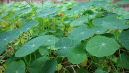 Photo for Green Tropaeolum leaf on the ground, growing beautifully. Commonly known as Nasturtium. - Royalty Free Image