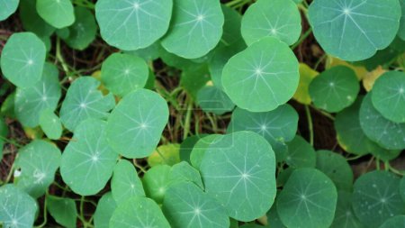 Photo for Green Tropaeolum leaf on the ground, growing beautifully. Commonly known as Nasturtium. - Royalty Free Image