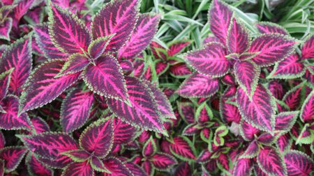 Photo for Pink and Green Coleus Leaves on the ground. Coleus Blumei is a perennial shrub originally from the tropics and sub-tropics. commonly grow to resemble small shrubs with thick woody stems. - Royalty Free Image