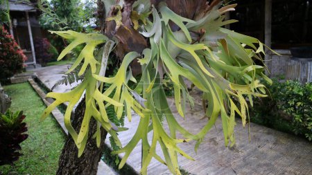 Photo for Giant Staghorn ferns or Paku tanduk rusa hanging beautifully on the tree at the garden under the sunlight. Platycerium.Ornamental Plant. - Royalty Free Image
