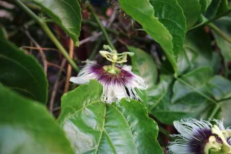 Photo for Passion fruit flower or Bunga Markisa hanging on the tree branch. Beautiful in full bloom on green leaves background. Rambusa flower - Royalty Free Image