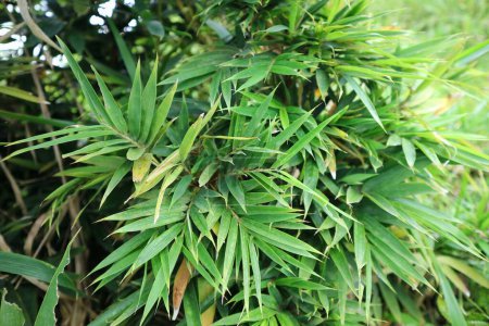 Photo for Sasaella ramosa in the nature garden. Makino. Dwarf bamboo. Umbrella bamboo jumbo leaves in the garden. Fargesia murielae Jumbo. - Royalty Free Image