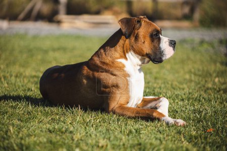 Foto de Beautiful boxer dog on green meadow - Imagen libre de derechos