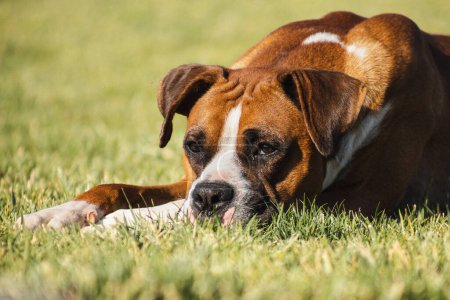 Foto de Beautiful boxer dog on green meadow - Imagen libre de derechos