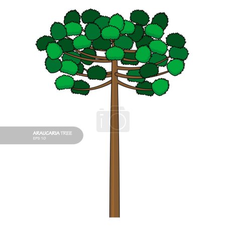 Téléchargez les illustrations : Araucaria arbre conception vecteur plat moderne isolé illustration - en licence libre de droit