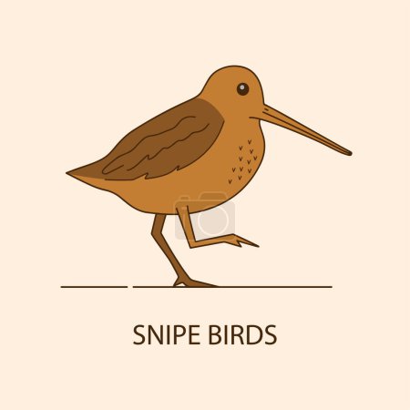 Illustration of snipe bird vector design modern isolated illustration