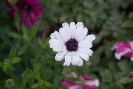 Dimorphotheca-Blume blüht im Park.