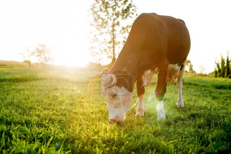 Foto de Una vaca blanco-negra roza en un pasto. Bovinos domesticados con cuernos. Agricultura. Granja. - Imagen libre de derechos