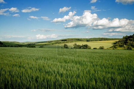 Grünes Weizenfeld vor dem Hintergrund der heißen Sommersonne und blauer Himmel mit weißen Wolken. Schöne Sommerlandschaft.