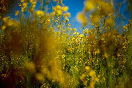 Photo for Close up blooming rapeseedin agricultural field. Rapeseed is grown for the production of animal feeds, vegetable oils and biodiesel. - Royalty Free Image