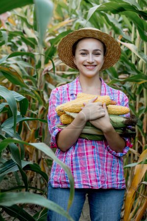 Photo for Farmer holding corn cobs in hand in corn field - Royalty Free Image