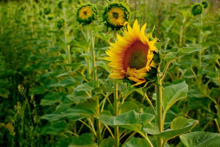 Foto de Young sunflower bud on the field close up, blooming flower sunflower. - Imagen libre de derechos