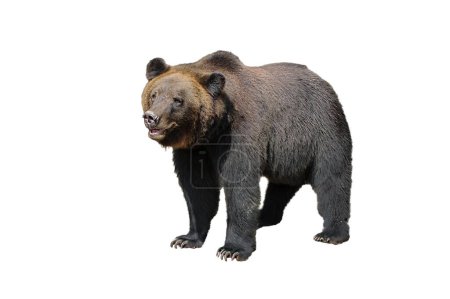 Large brown bear isolated on white background (Ursus arctos). Grizzly bear set for design