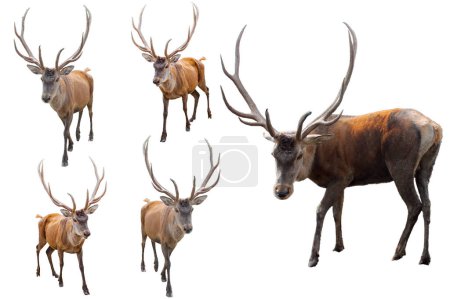 Set of Red deer on a white background. Adult male red deer (stag or hart) looking into the frame, isolated on white background for design. Cervus elaphus the largest deer species