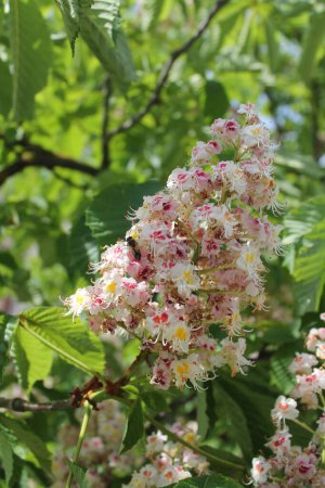 Honigbienen bestäuben eine blühende Kastanie. Kastanienblüten aus nächster Nähe. Kastanienpollen an einer Biene. Biene sammelt Pollen aus weißer Blume