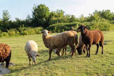 Foto de Sheep Grazing en Green Meadow al atardecer. Manada de ovejas Descansando en el prado verde al anochecer - Imagen libre de derechos