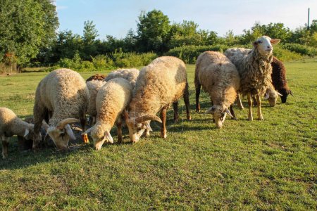 Foto de Rebaño de ovejas pastando en el prado al atardecer en Green Pasture. Puesta de sol idílica - Imagen libre de derechos