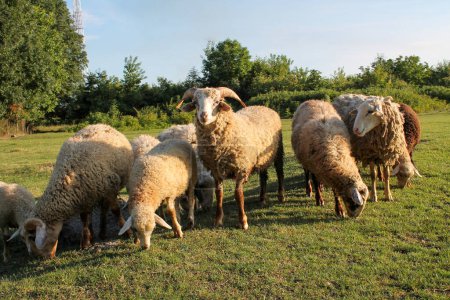 Téléchargez les photos : Troupeau de moutons broutant dans la prairie au coucher du soleil sur Green Pasture. Coucher de soleil idyllique - en image libre de droit