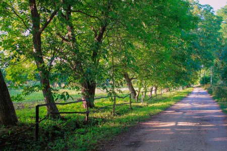 Téléchargez les photos : Parcourir la route de campagne au coucher du soleil : explorer la vie rurale, voyager au milieu de la nature et profiter des loisirs actifs - en image libre de droit