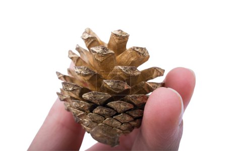 Photo for Pine cones in hand isolated on a white background - Royalty Free Image