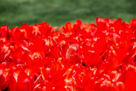 Foto de Hermosas flores de tulipán para el diseño de concepto de belleza postal - Imagen libre de derechos