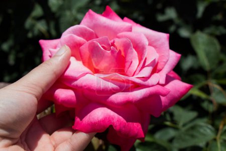 Téléchargez les photos : Main tenant une rose dans la roseraie - en image libre de droit