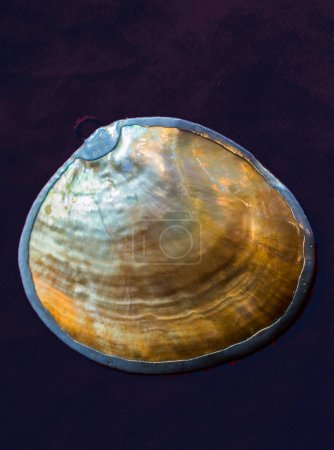 Foto de La concha de perla como un objeto de concha de mar a la vista - Imagen libre de derechos
