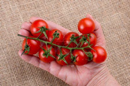 Téléchargez les photos : Bouquet de tomates cerises mûres rouges à la main - en image libre de droit