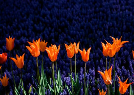 Foto de Flores de tulipán de colores florecen en el jardín de primavera - Imagen libre de derechos
